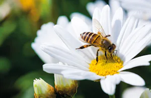 Neben der Reduzierung von Emissionen investieren wir auch... Neben der Reduzierung von Emissionen investieren wir auch gezielt in natürliche CO2-Speicher. So entstehen an vielen Standorten Dachbegrünungen, Bienenwiesen und Weideflächen, die nicht nur einen...