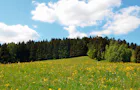 Med sikte på framtiden Grönskande äng med skog i bakgrunden.