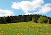 Med sikte på framtiden Grönskande äng med skog i bakgrunden.